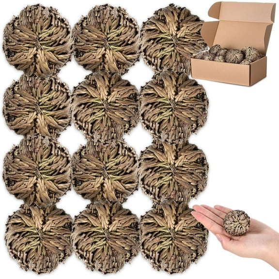 12 Pack Rose of Jericho Resurrection Plant Dried Jericho Rose Selaginella Resurrection Grass Natural Fern Prayer Plant for Spiritual Purification Home Decor(Small Size)
