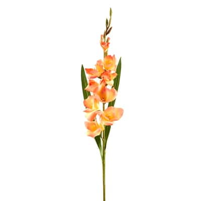 12 Pack: Salmon Gladiolus Stem by Ashland
