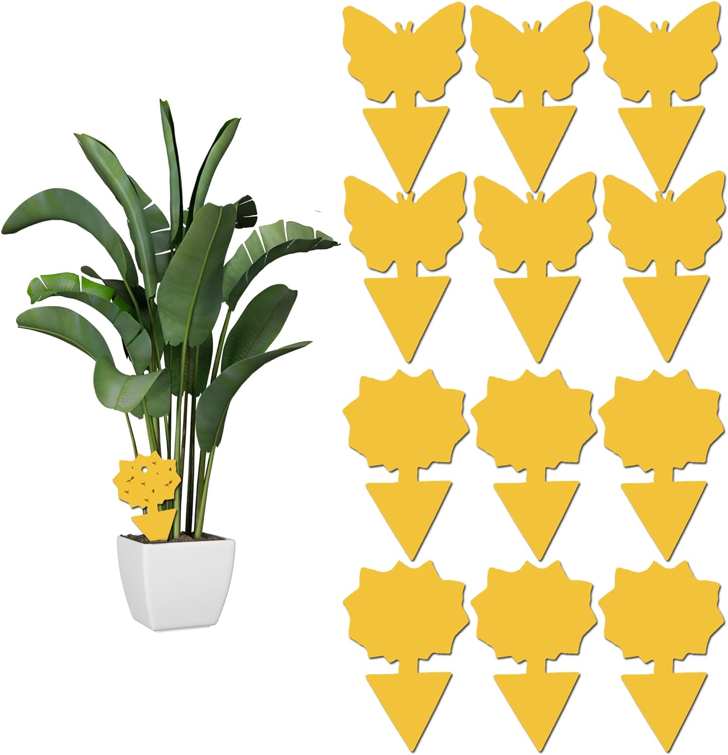 12Pack Sticky Fruit Fly and Fungus Gnat Trap Insect Killer for