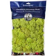 SuperMoss Preserved Chartreuse Reindeer Moss, 12 Pack