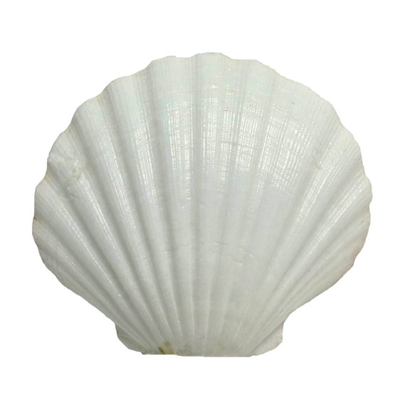 U.S. Shell Irish Deep Shell, 12 Pack