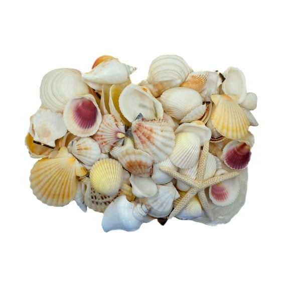 U.S. Shell Light Shell Mix with Starfish Gift Pack, 12 Pack