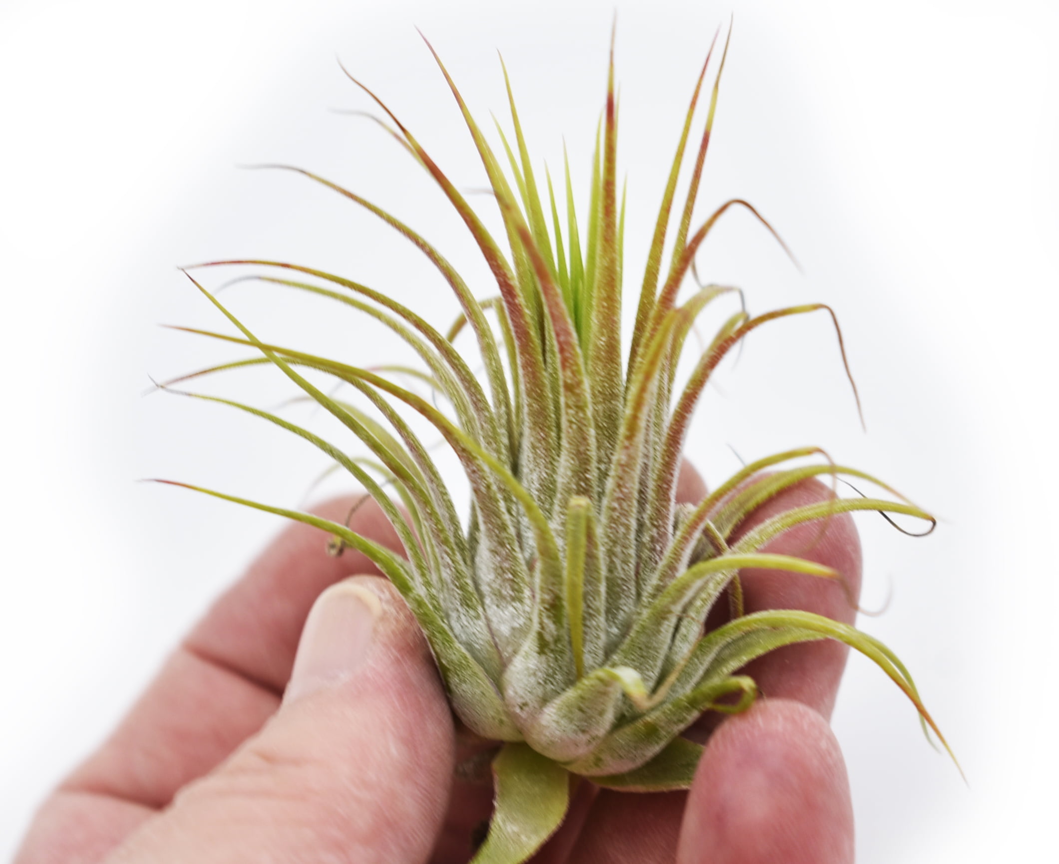 Tiny Air Plants