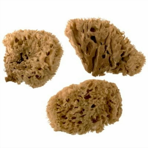 Royal Natural Sea Wool Sponge Set, 12 Packs: 3 ct. (36 total)