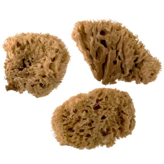 Royal Natural Sea Wool Sponge Set, 12 Packs: 3 ct. (36 total)