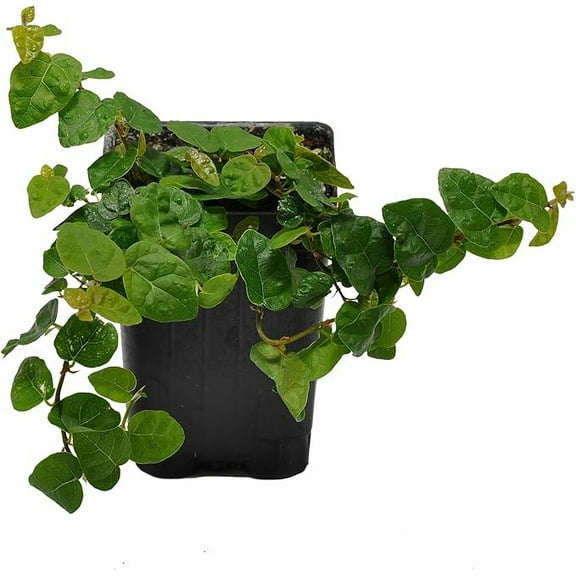 12 Pc Ficus Repens  Fast-Growing & Versatile Climbing Vine in 2.5 Nursery Cubes  Perfect for Living Walls, Topiaries, Ground Cover & Indoor/Outdoor Dcor