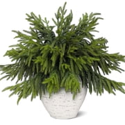 12 Pcs 18 inch Christmas Norfolk Pine Branches, Artificial Christmass Pine Branches Norfolk Pine Stems DIY Crafts Faux Christmas Greenery Stems for Xmas Indoor Outdoor Home Decor