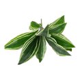 thumbnail image 1 of 12 Pcs Artificial Tropical Leaves - Faux Turtle Leaf and Large Palm Tree Imitation for Home, Kitchen, Party, Wedding Decor - Perfect for Flower Arrangement and Planter Box Decorations, 1 of 8