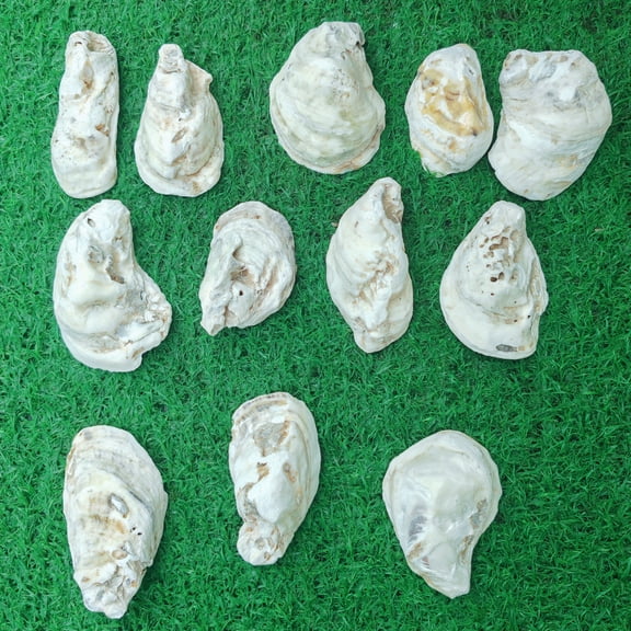 12 Pcs Oyster Shells,3"-4" Oyster Shells Bulk,Cupped Oyster Shells for Crafts Sea Shells, Xmas Ornaments, DIY Arts, Home Vase Filler,