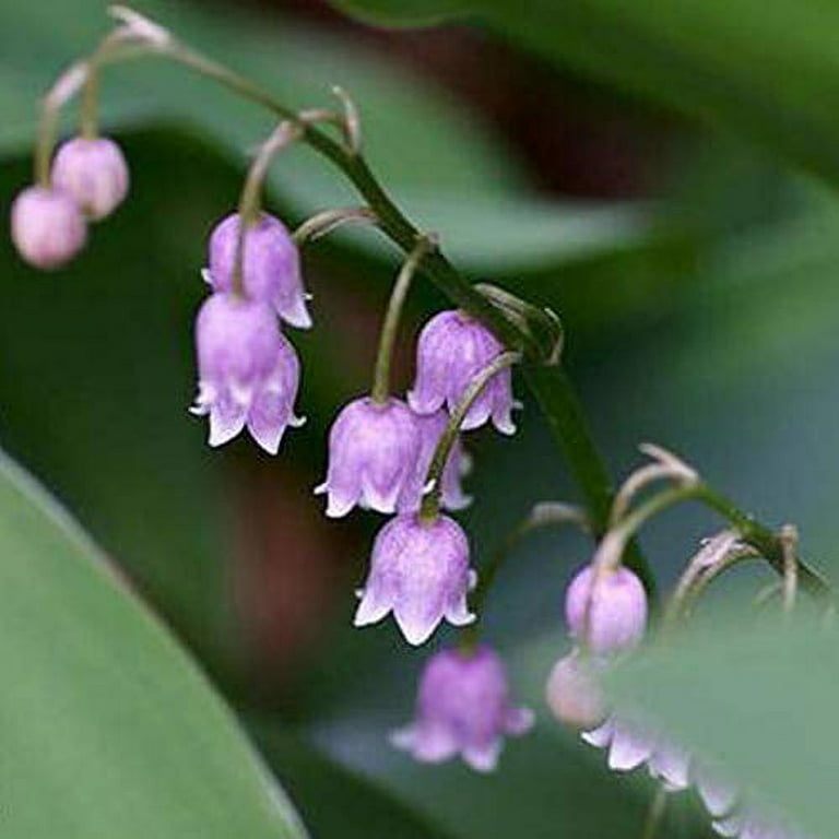 12 Pcs Rare Lilies of The Valley Bulb - Safflower Lily of The Valley  Flower?Light Purple?Convallaria Majalis Bulbs?Plant Pips with Roots - Fresh  from