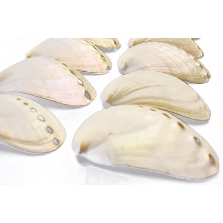 Florida Shells & Gifts 2-3" Off-White Pearl Abalone Craft Shells, 12 Count