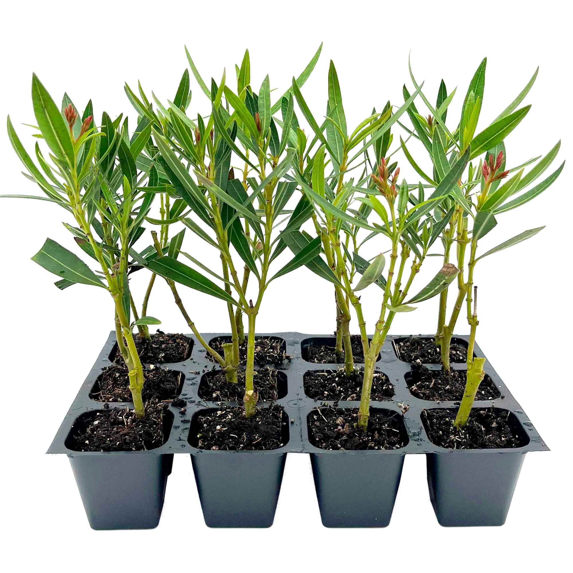 12 Petite Pink Oleander – Dwarf Evergreen Pink Flowering Shrub for ...