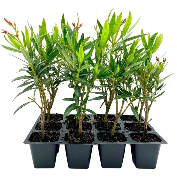 12 Petite Salmon Dwarf Oleander – Evergreen Light Pink Flowering Shrub for Hedges, Borders & Containers (Nerium oleander ‘Petite Salmon’) in 2.5″ Cubes, Live Plants