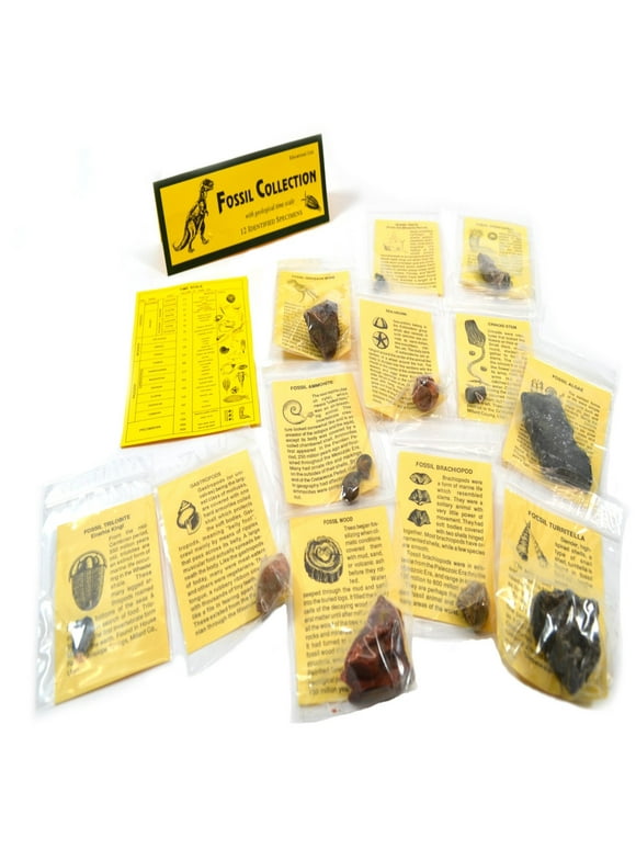 12 Piece Deluxe Fossil Collection - Includes 12 Samples, Information Cards and a Geological Timescale - Great For Introductory Fossil Study - Eisco Labs