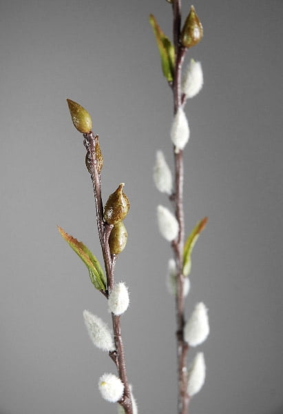 Plant Pussy Willow Branches — Made Just For U