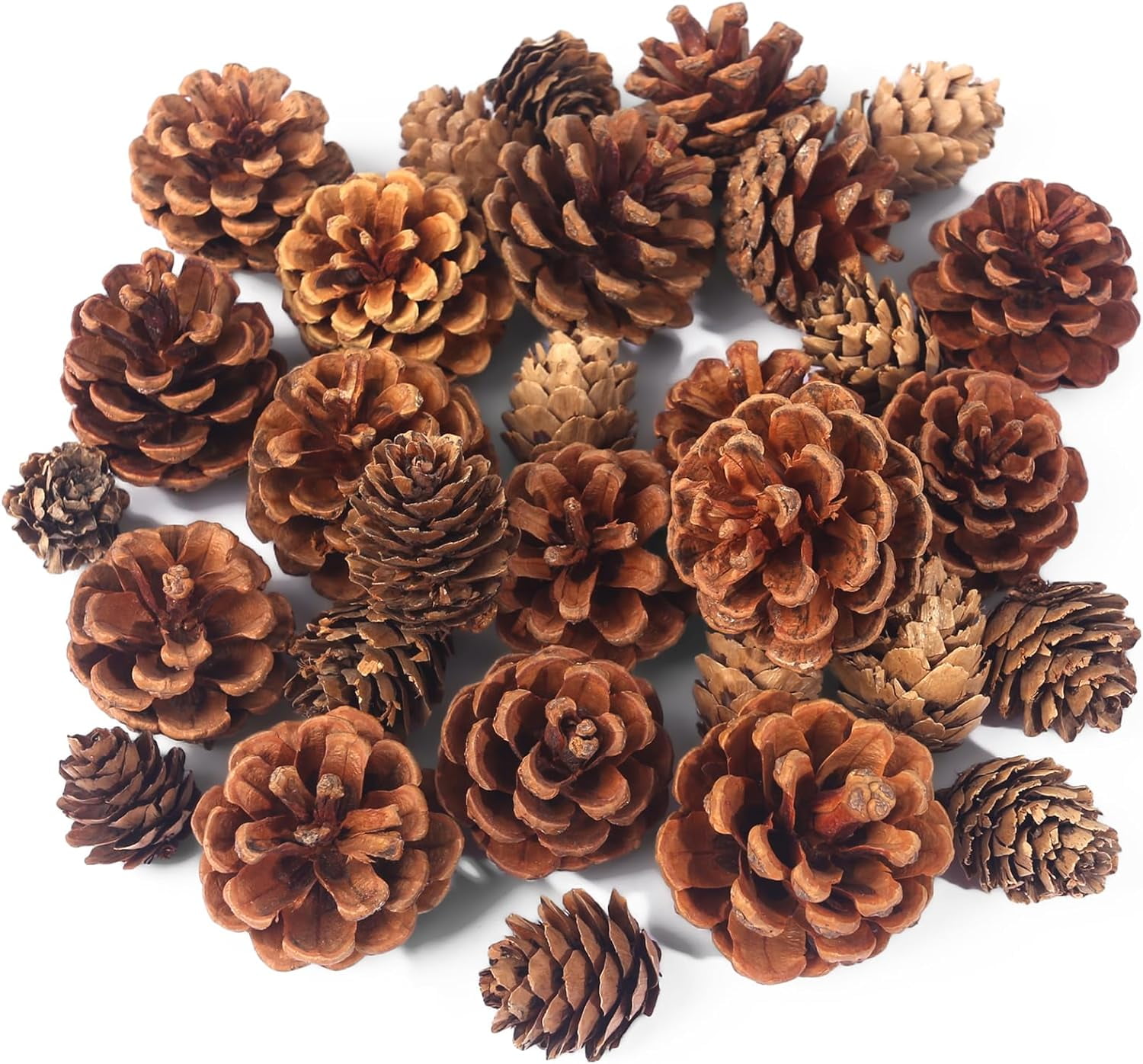 12 Pine Cones Bulk Package All Natural, Bug Free, and Perfect for