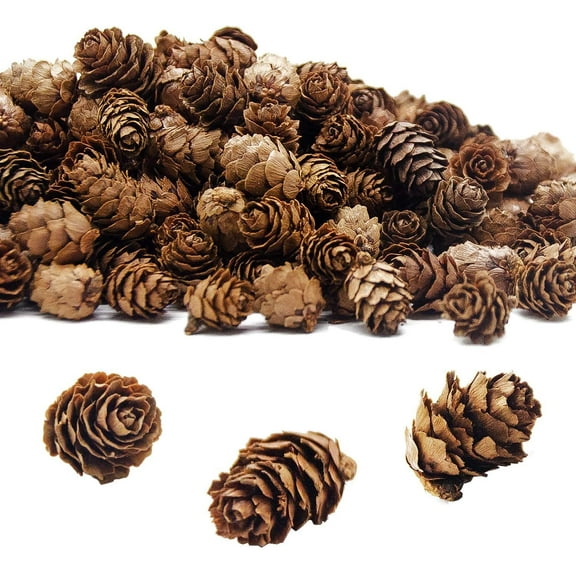 12 PineCones Bulk Package All Natural, Bug Free, and Perfect for Crafting for Home Accent Decor Pine Cones - 1-2cm Pine flower