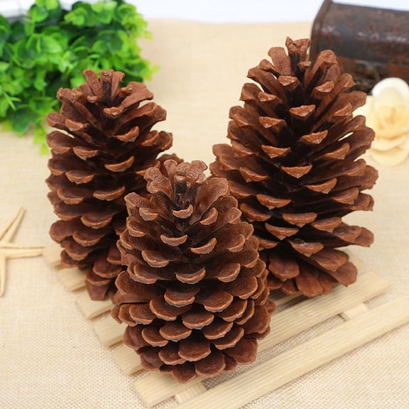 12 PineCones Bulk Package All Natural, Bug Free, and Perfect for Crafting for Home Accent Decor Pine Cones