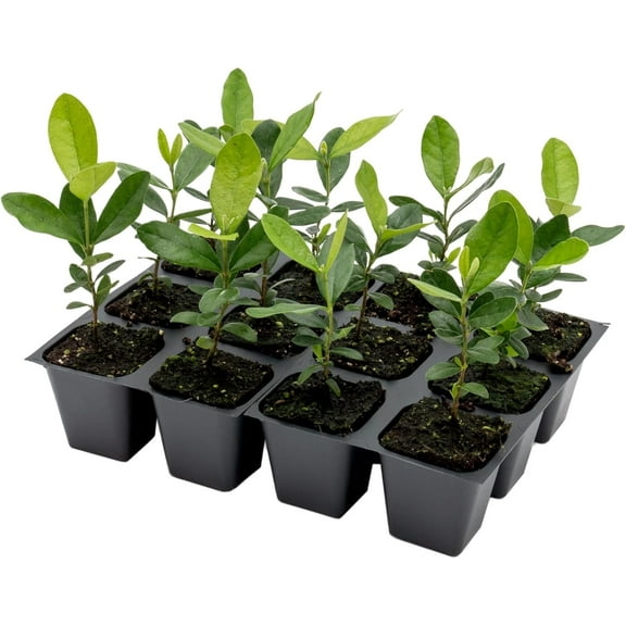 12 Pineapple Guava (Feijoa) Trees | Saplings in 2.5-inch Nursery Cubes | Feijoa Sellowiana Variety | Drought-Tolerant Fruit-Bearing Trees and Shrubs | Tropical Ornamental Charm for Home and Garden