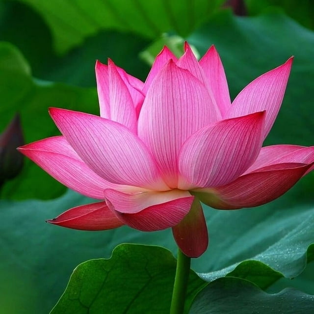 (12 Pink) Lotus Flower Seeds - Walmart.com