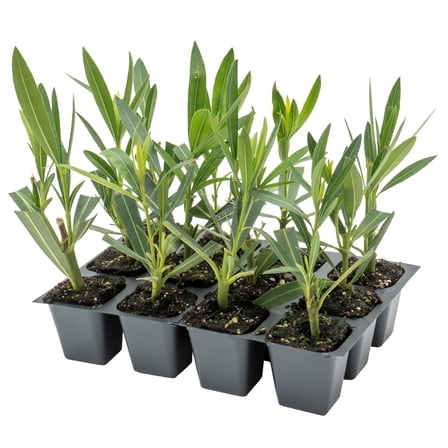 12 Pink Oleander Shrubs | Live Plants in 2.5-inch Nursery Cubes | Nerium Oleander Variety | Deer-Resistant Evergreen Perennial | Stunning Pink Blooms for Outdoor Hedges & Garden Landscaping