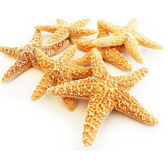 12 Real Dried Small Sugar Starfish (3-4" / 78-102 mm) Beach Arts and Crafts, Coastal Cottage and Nautical Home Decor, Beach Weddings