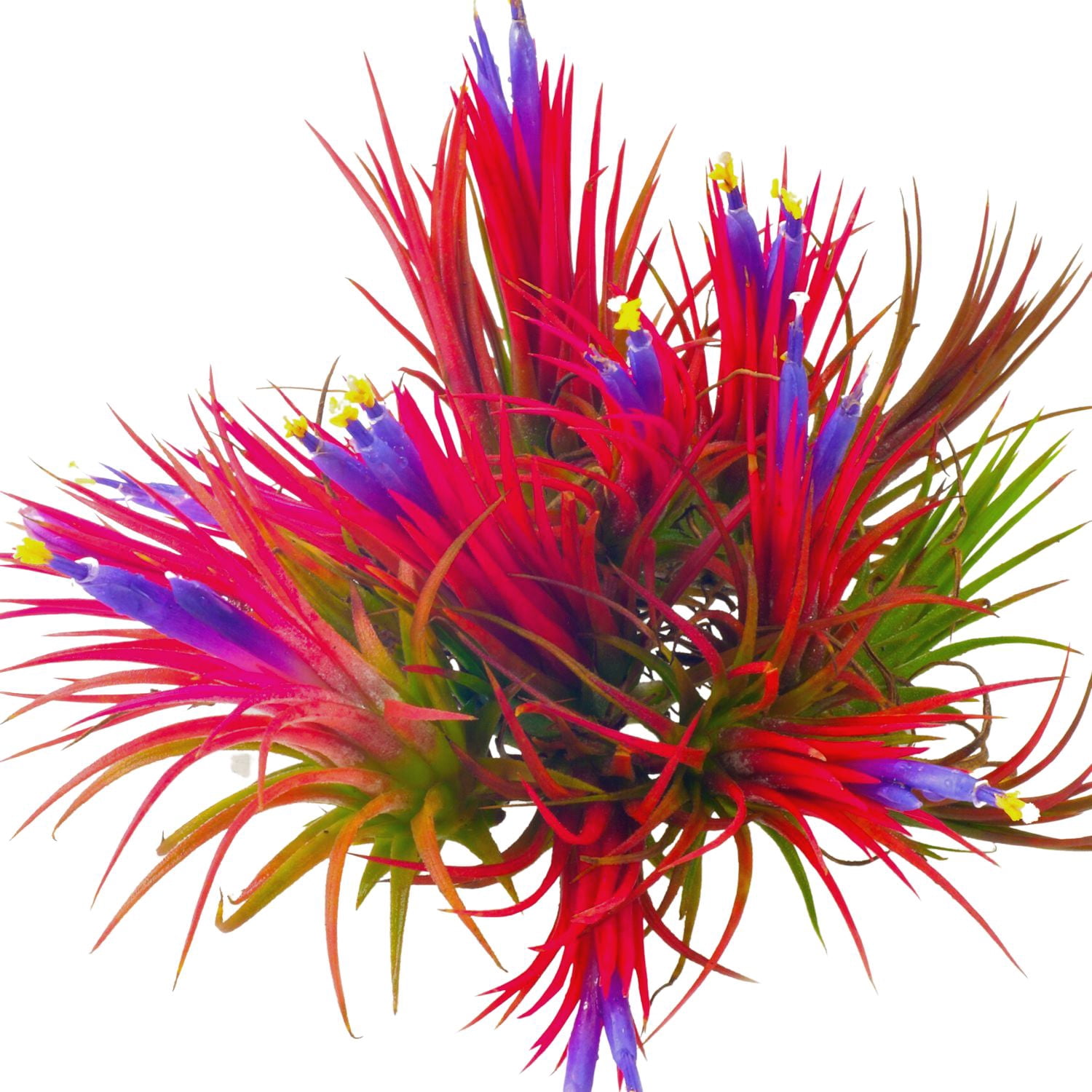 12 Red Air Plants, Tillandsia Plant Live House Plant Succulents for Garden,  2 to 3 Inc Tall - Walmart.com