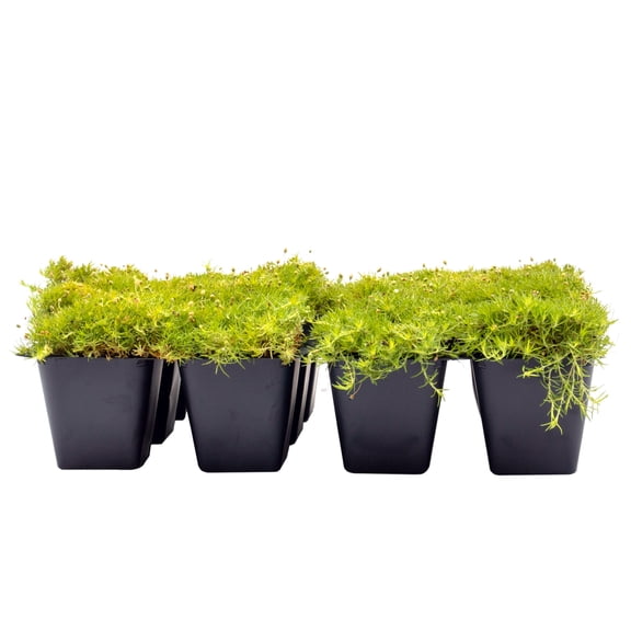 12 Scottish Moss – Soft Golden Evergreen Groundcover for Rock Gardens, Pathways & Containers (Sagina subulata ‘Aurea’) in 2.5″ Cubes, Live Plants