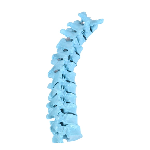 12 Segment Thoracic Skeleton Model 1:1 Scale PVC Thoracic Spine Anatomy Model for Students Therapists Clinical Training