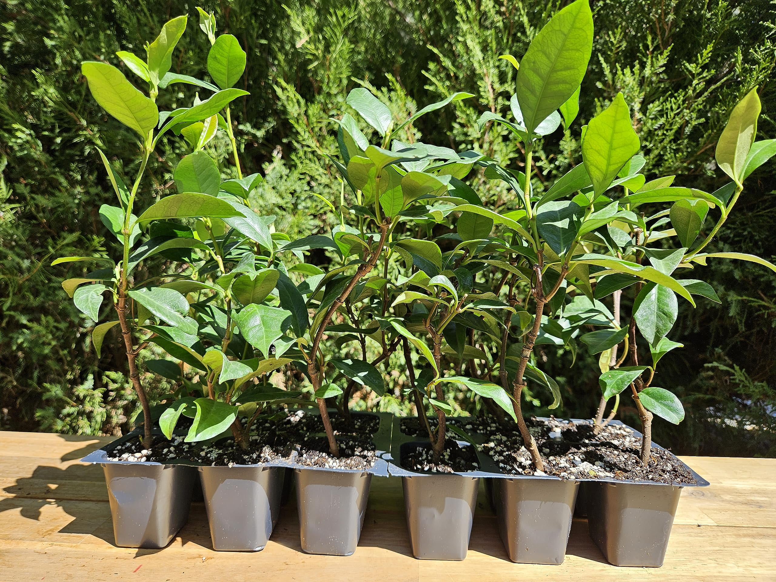 12 Star Jasmine Live Plants in 2.5" Nursery Cubes