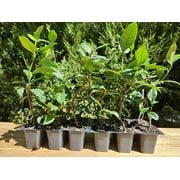 12 Star Jasmine, Live Plants, Thriving Inside 2.5" Nursery Cubes, Trachelospermum Jasminoids