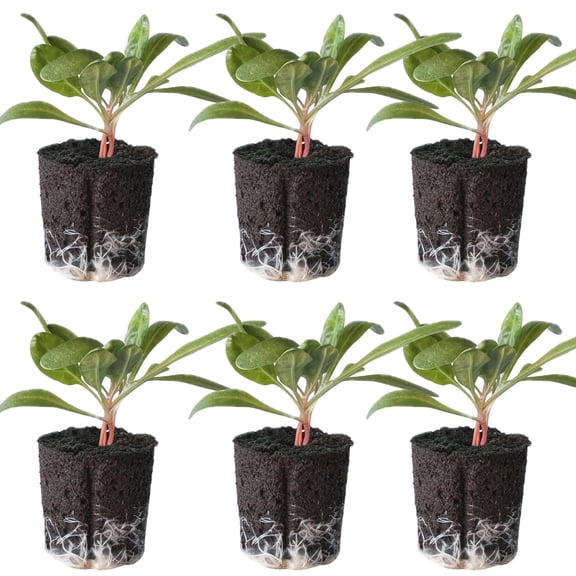 12 Swiss Chard Seedlings: Ready-to-Plant, Starts, Starters, Plugs, Garden Ready, Live Plants, Transplants, Pre-Sprouted, Soil & Hydroponic Gardens