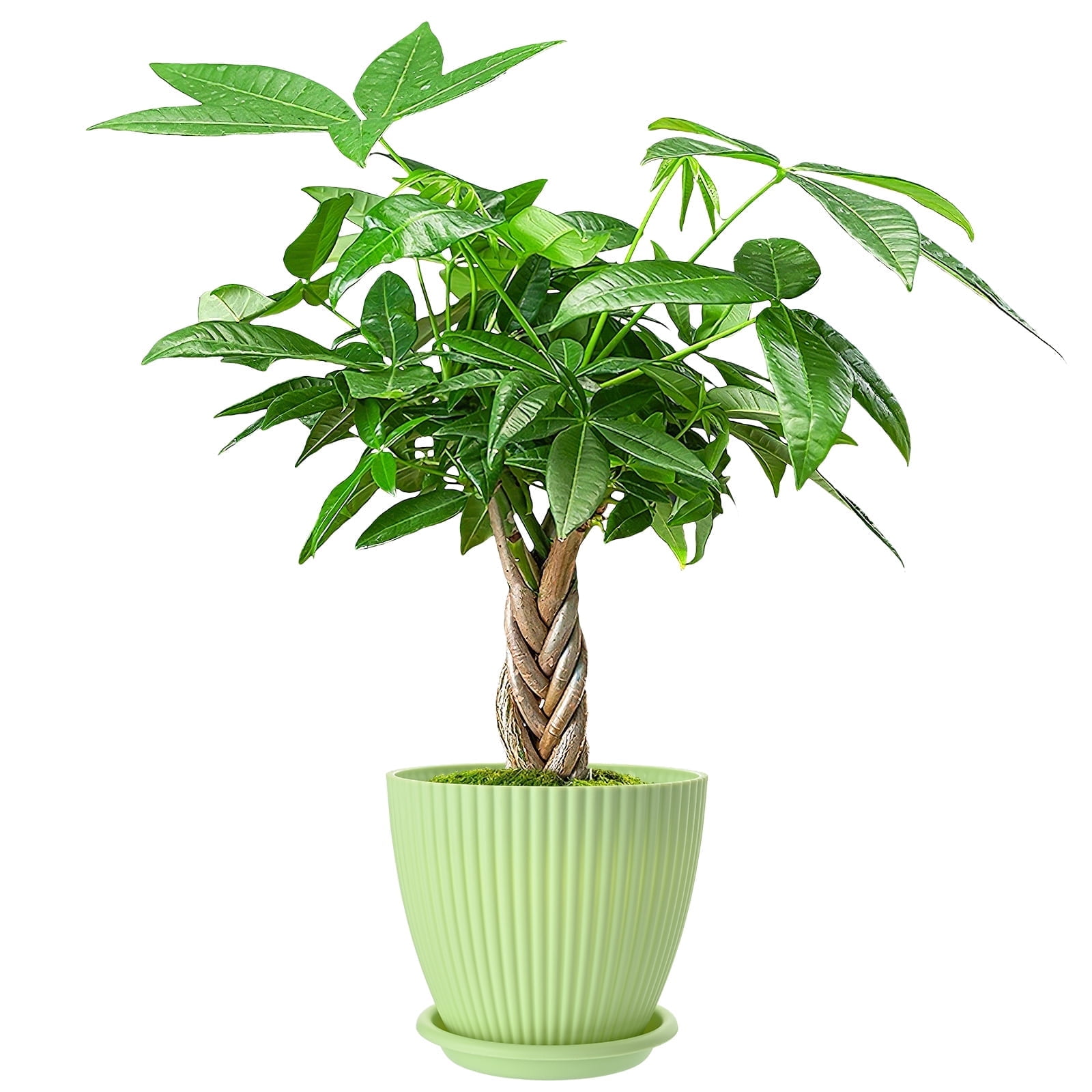 8-12" Tall Pachira Braided Money Tree, Live Plants Easy to Grow Houseplant, Indoor Bonsai