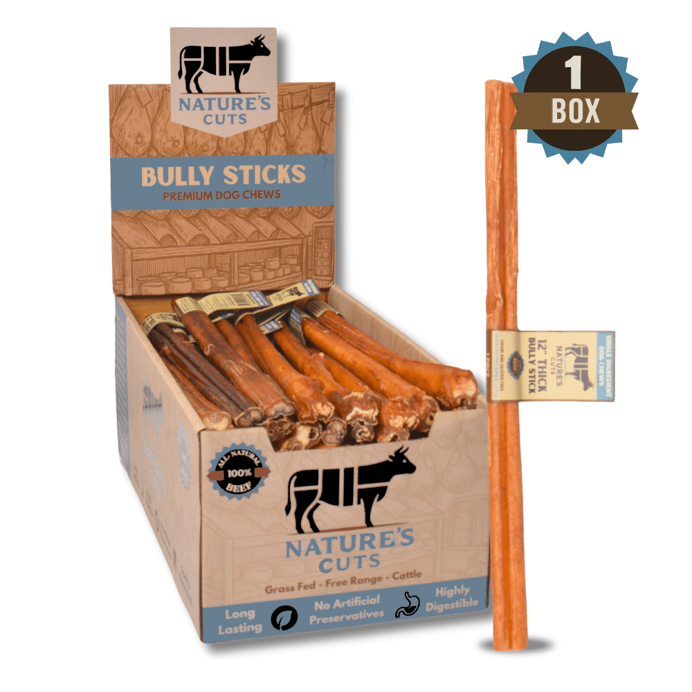 12" Thick Bully Sticks Display Box (40 ct) with Individual UPC Tags - 100% All Natural Beef