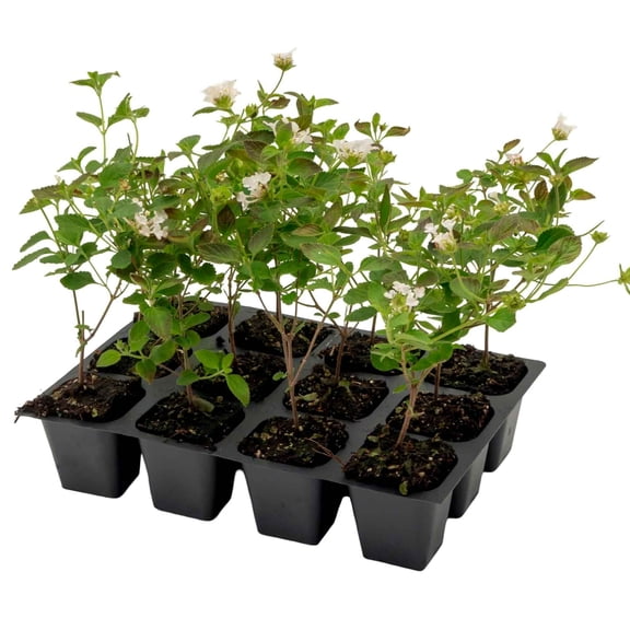 12 Trailing White Lantana – Cascading White-Flowering Evergreen Shrub for Groundcover, Containers & Hanging Baskets (Lantana montevidensis ‘Alba’) in 2.5″ Cubes, Live Plants
