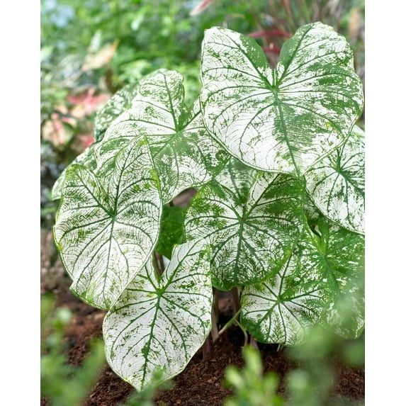 CZ Grain Candidum Elephant Ears Bulbs (12 Count), Stunning Color