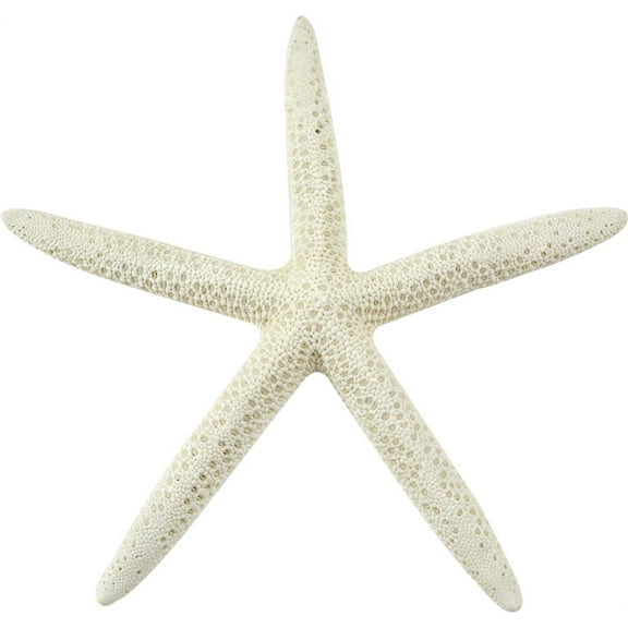 12 White Finger Starfish Sea Stars Small 3-4" (Set of 12)