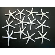 12 White Pencil Finger Starfish 3-4" Beach Wedding Nautical Decor Crafts