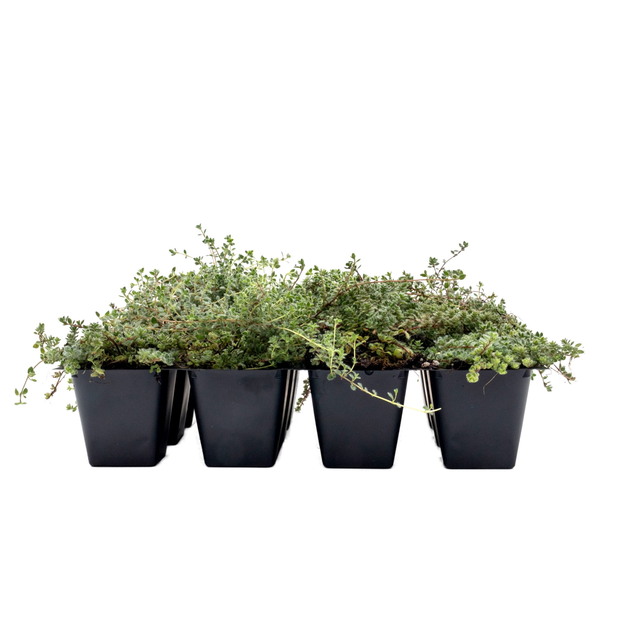 12 Woolly Thyme – Low-Growing Fragrant Fuzzy Evergreen Groundcover for Rock Gardens, Containers & Pathways (Thymus pseudolanuginosus) in 2.5″ Cubes, Live Plants