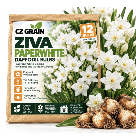 12 Ziva Paperwhite Narcissus Bulbs for Planting Fragrant White Indoor Flowers Easy-to-Grow Winter Blooming Bulbs for Holiday Decor, Containers & Indoor Gardens