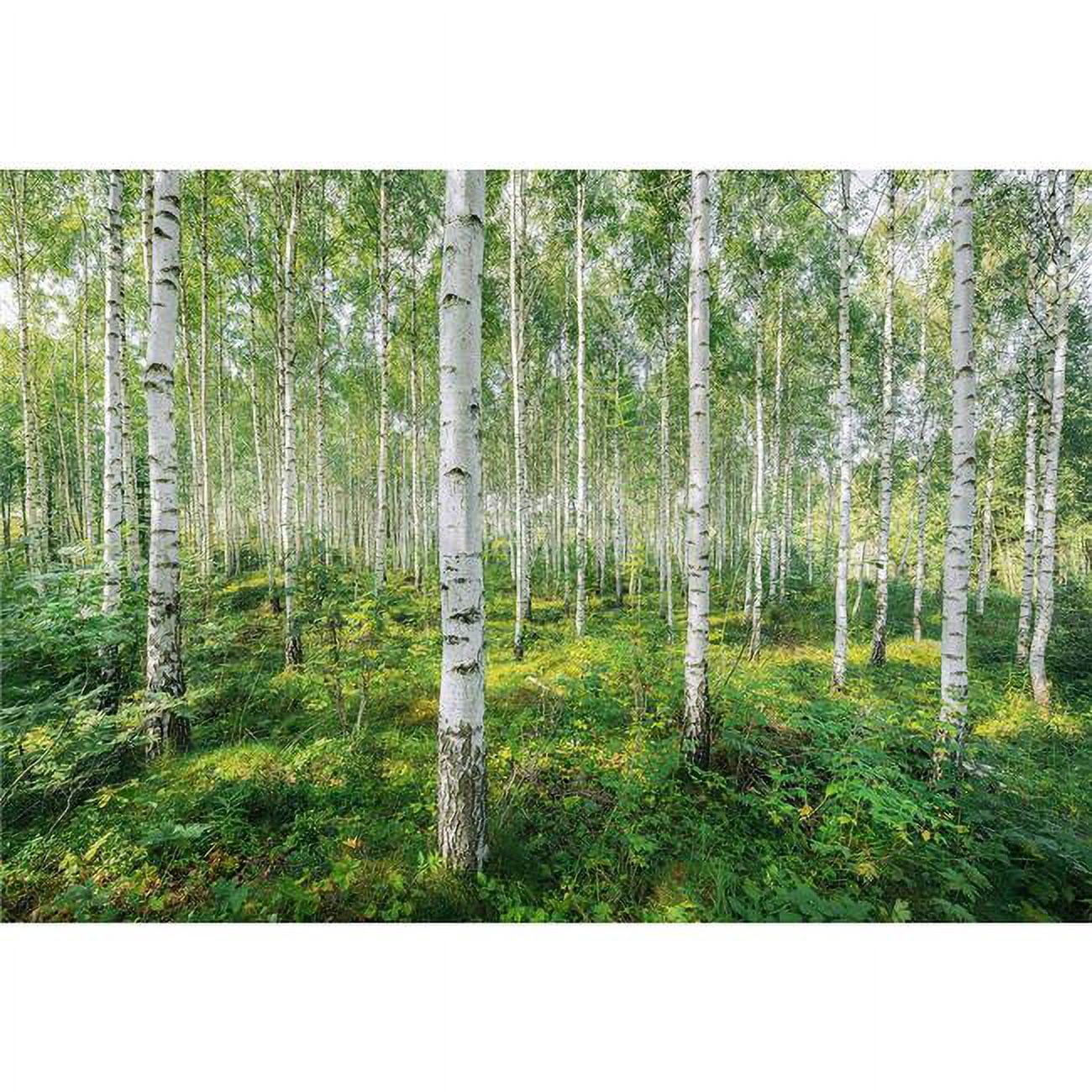 Sunny Day Birch Forest Nature Wall Mural, 99.6" x 144"