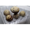 thumbnail image 1 of 12 hole quail egg cartons for regular quail eggs 100 count, 1 of 1