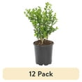 thumbnail image 1 of (12 pack) Expert Gardener 2.5QT Fall Boxwood Wintergreen Live Shrub Plant Sun, 1 of 8