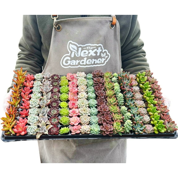 10 pcs Upgrade Live succulents Mix assorted succulents, Plug Succulents with Roots, gardening enthusiasts, wedding favors, for garden indoor home office decoration, gifts for succulent lovers