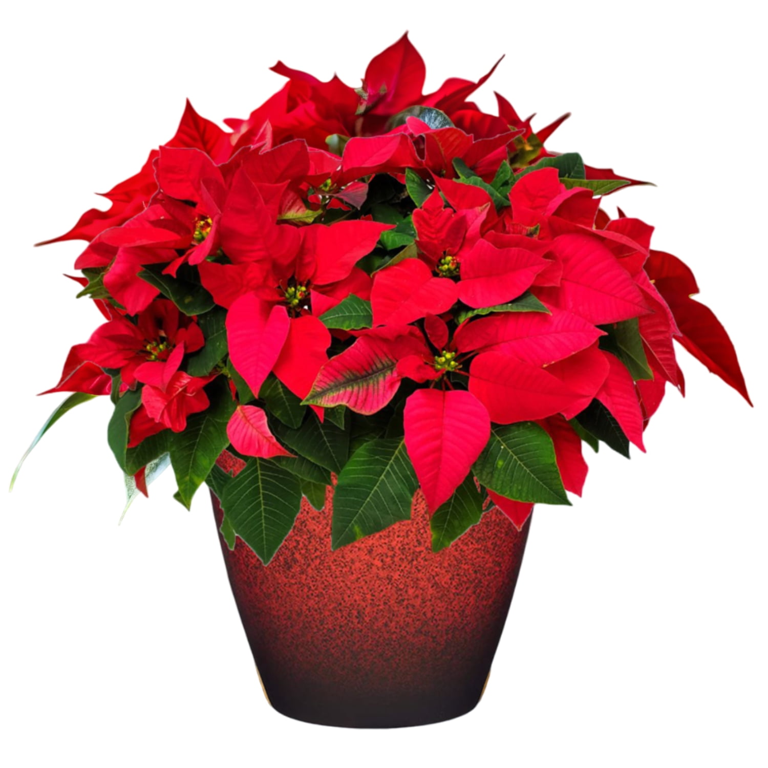 12" to 16" Red Poinsettia Plant with Holiday Red Decorative Pot