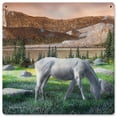 thumbnail image 1 of 12 x 12 in. Horse Eating Grass Satin Metal Sign, 1 of 1