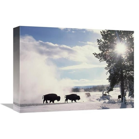 12 x 16 in. American Bison in Winter, Yellowstone National Park, Wyoming Art Print - Tim Fitzharris