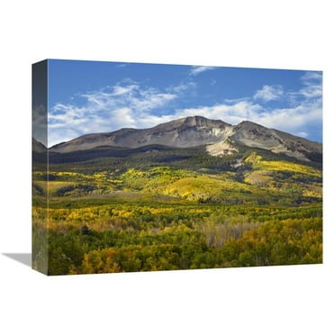 12 x 16 in. Aspen Forest & East Beckwith Mountain, West Elk Wilderness, Colorado Art Print - Tim Fitzharris