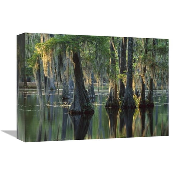 12 x 16 in. Bald Cypress Swamp, Sam Houston Jones State Park, Louisiana Art Print - Tim Fitzharris
