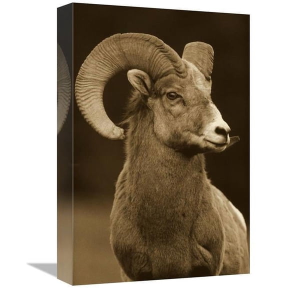 12 x 16 in. Bighorn Sheep Male Portrait, Banff National Park, Alberta, Canada - Sepia Art Print - Tim Fitzharris